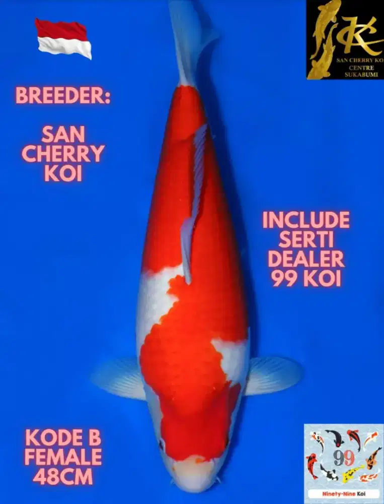 koi jumbo ex hoby