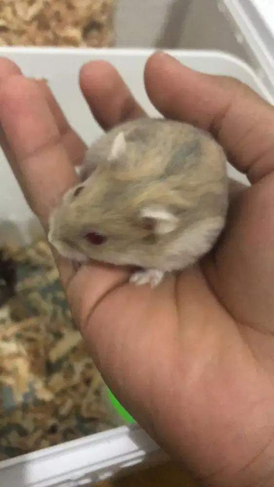 Hamster winter white