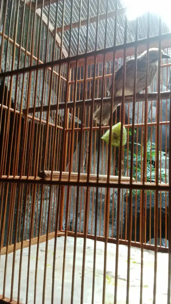 Burung Cucak Rawa Hutan