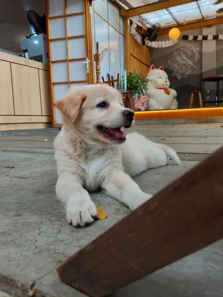 Anjing golden mix