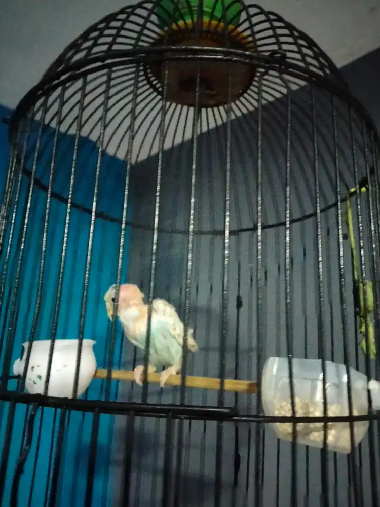 Burung parkit anak