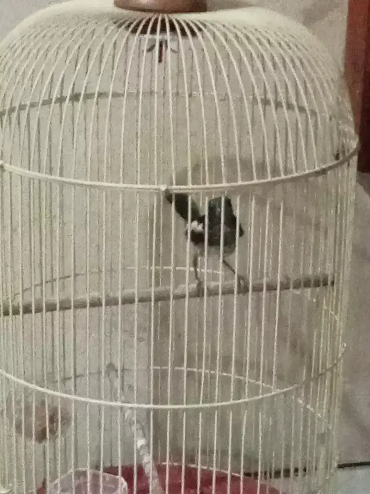 Kacer trotol jantan