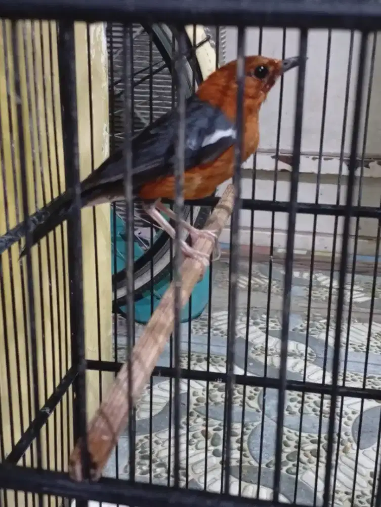 Jual burung anis merah vortot