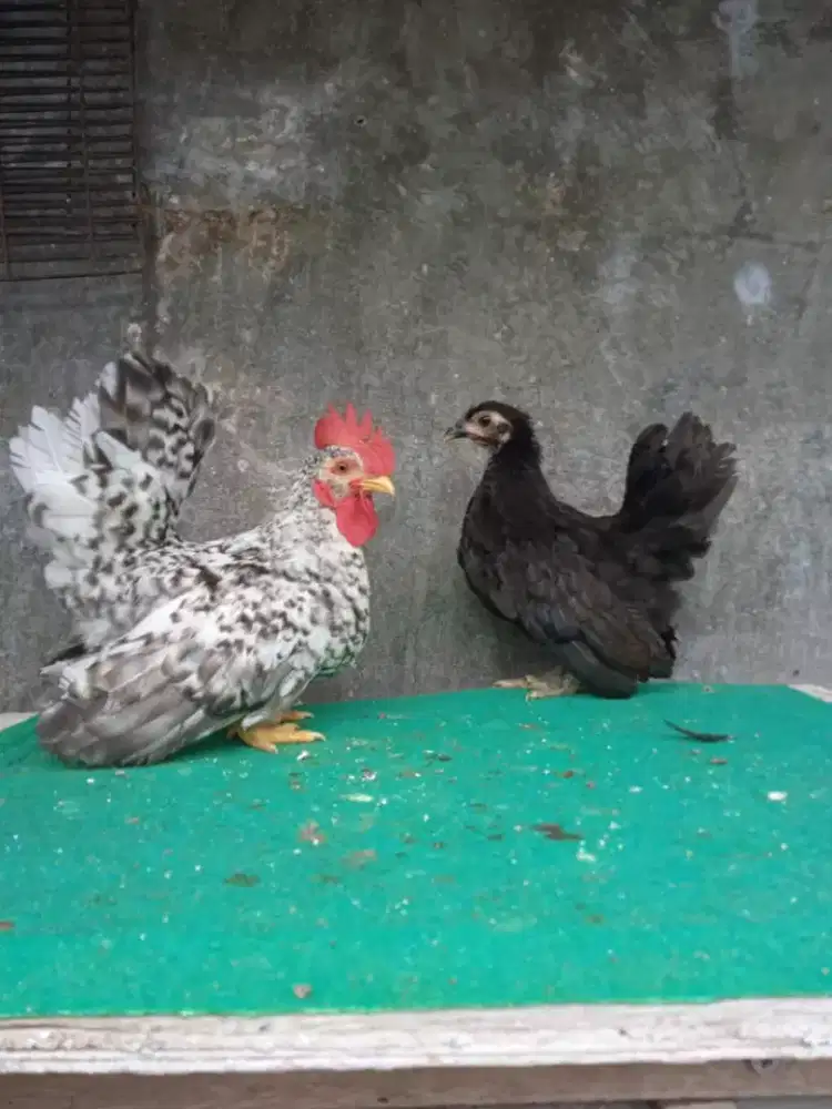 Ayam Kate Original