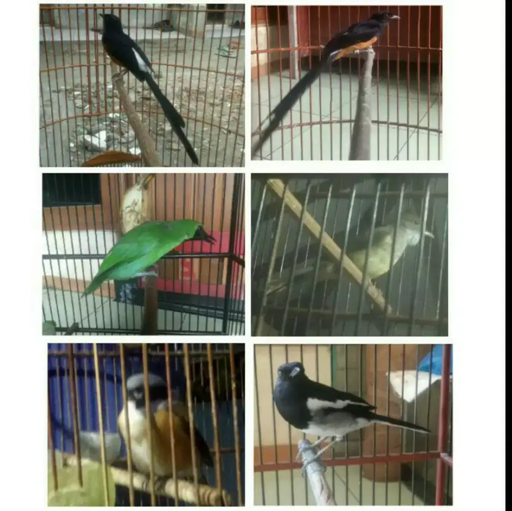 Murai batu Bahorok 22 DLL
