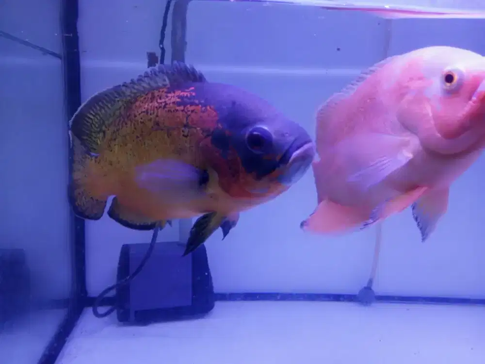 Sepasang Ikan Oscar & Aquarium