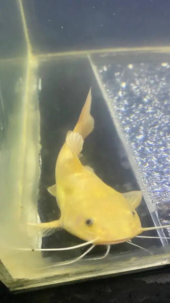 ikan rtc phantom 17 cm