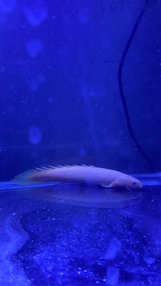 ikan palmas albino 15 cm