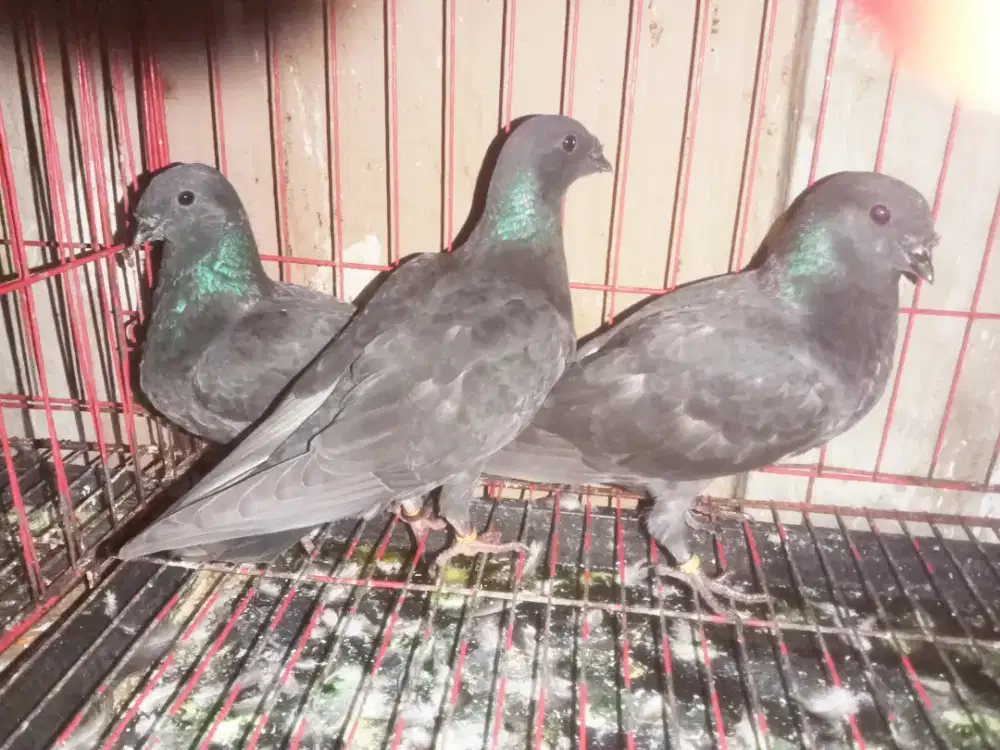 5ekor anakan merpati Jawa sungut