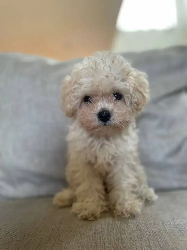 Light Fawn Toy Poodle Jantan + Stambum + Vaksin