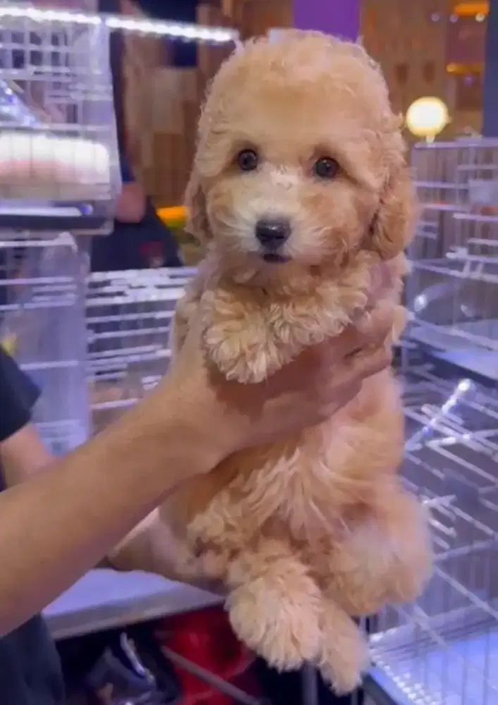 Jual Anak Anjing Toy Poodle