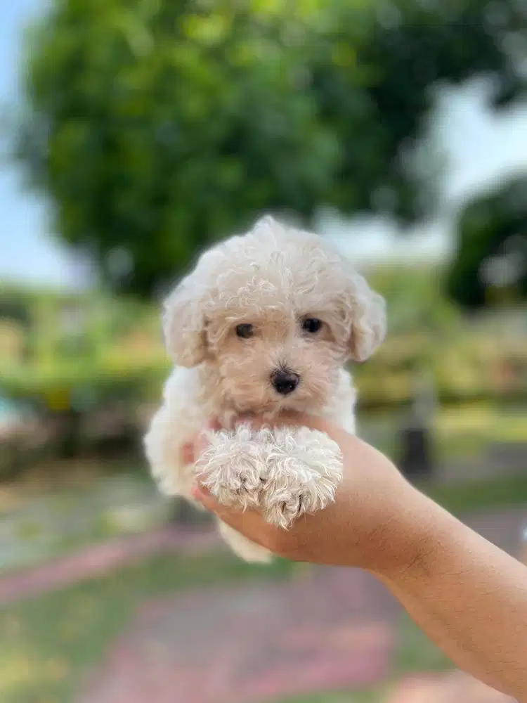 Light Fawn Toy Poodle Jantan + Stambum + Vaksin