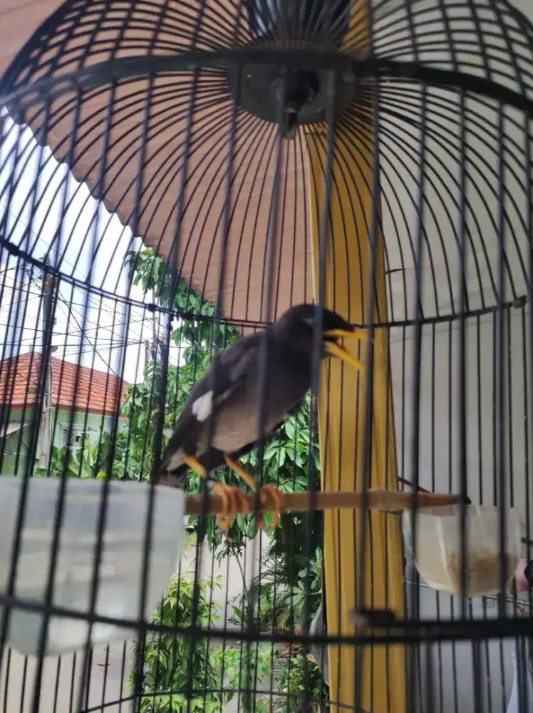 Jalak jinak dan kandang