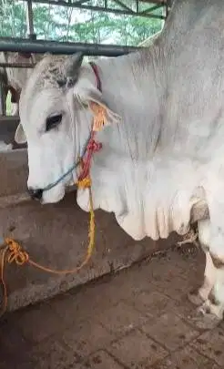 sapi PO ongole jantan putih 400kiloan siap hajatan nazar sedekahan top