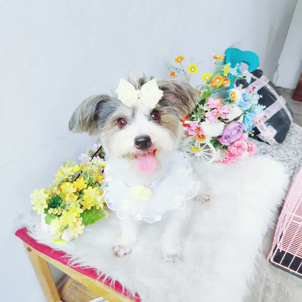 Super langka Pejantan party yorkshire terrier yorkie yorkshire terier