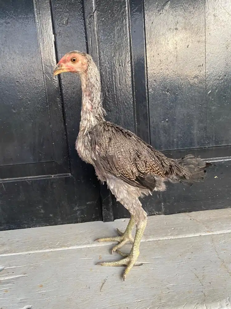 Ayam pama betina super