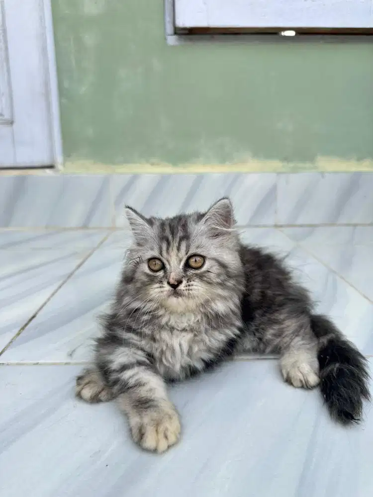Kitten Persian Flatnose Silver Tabby