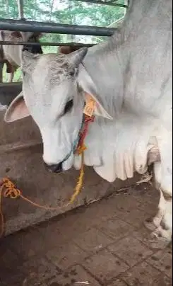 sapi jantan PO 400kiloan putih bersih siap nazar hajatan sedekahan top