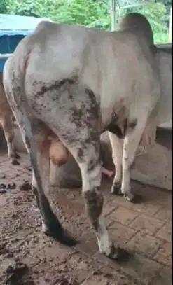 sapi jantan PO 400kiloan putih bersih siap nazar hajatan sedekahan top