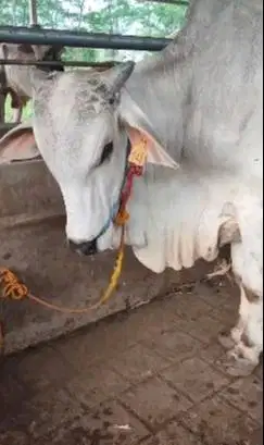 sapi jawa putih jantan 400kiloan ongole siap nazar potong sedekahan ok