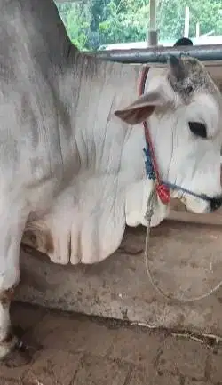 sapi jawa putih jantan 400kiloan ongole siap nazar potong sedekahan ok