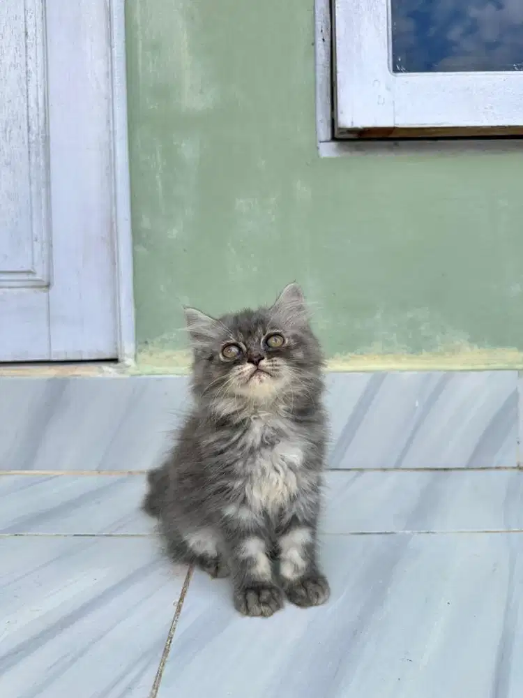 Kitten Persian Flatnose Abu