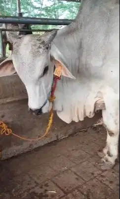 sapi PO ongole jantan 400kiloan 2 tahunan siap nazar sedekahan sukuran
