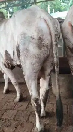 sapi PO ongole jantan 400kiloan 2 tahunan siap nazar sedekahan sukuran