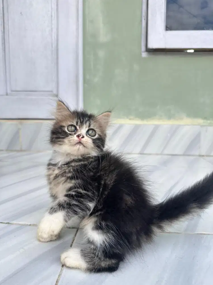 Kitten Persian Flatnose Marbel