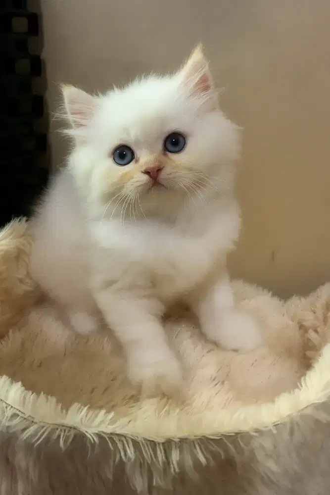 Kitten lucu gemoy