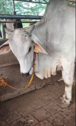 sapi PO ongole jantan 400kiloan 2 tahunan siap hajatan nazar sedekahan