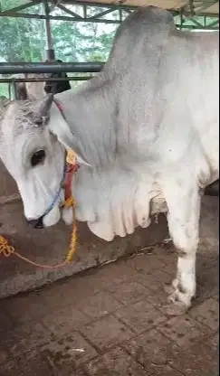 sapi potong jantan 400kiloan 2 tahunan siap hajat nazar sedekahan puas