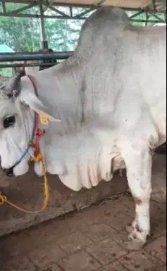 sapi jantan PO 400kiloan siap hajatan nazar sedekahan potongan manteb