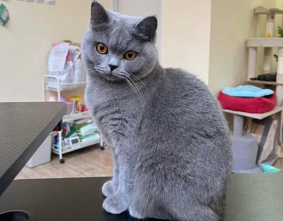 Kucing british shorthait bsh ped