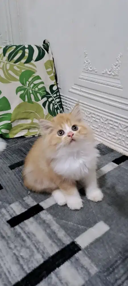 kucing anggora/ persia flatnose betina /kucing persia betina