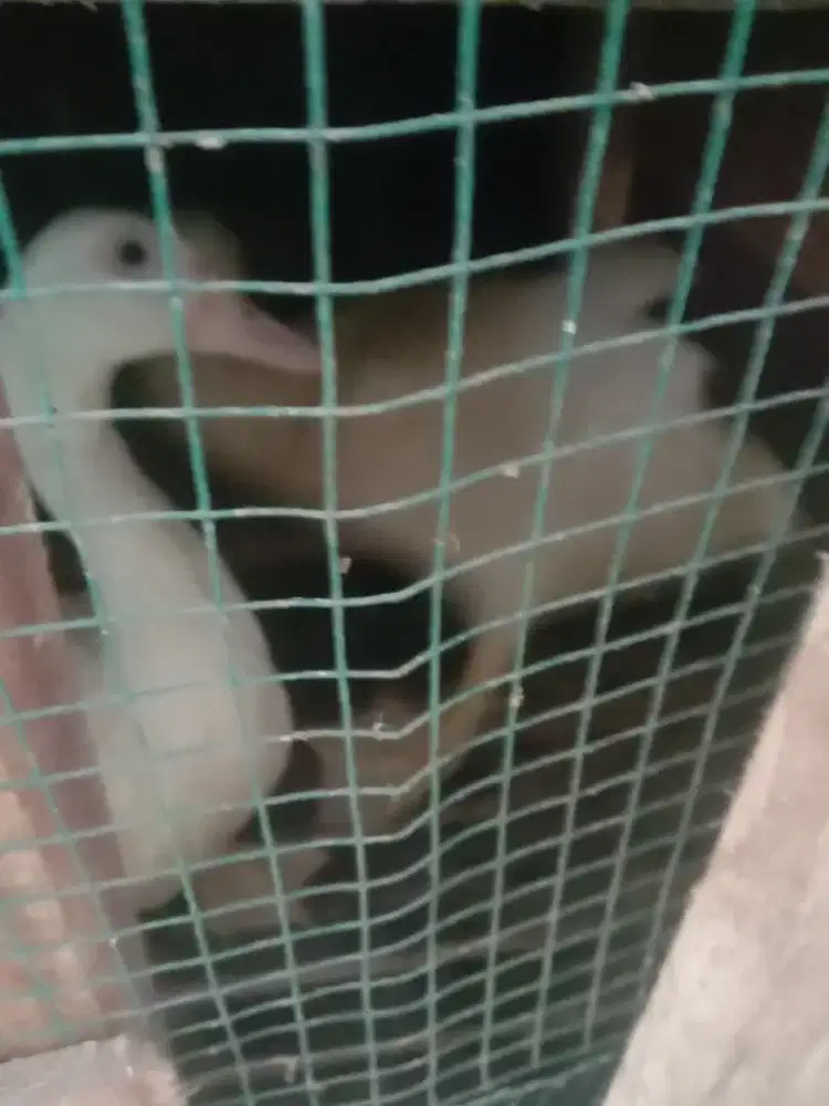 Jual entog dua2nya 200 rb aja