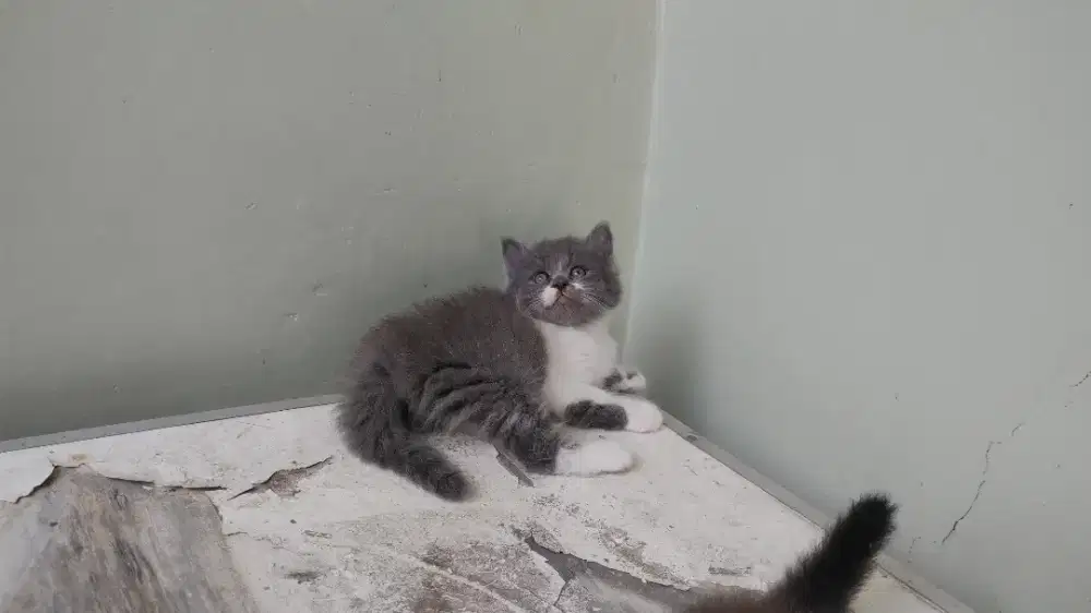Kucing kitten persia medium / anggora / peaknose / himalaya / flatnose