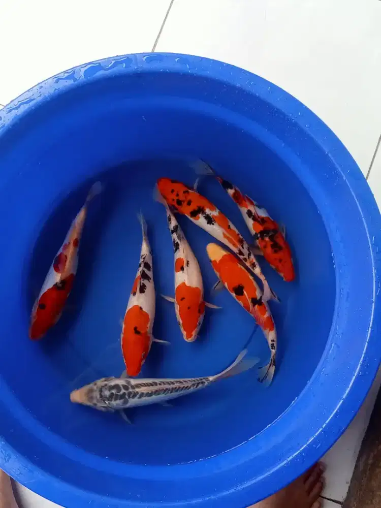 Paket ikan koi 27-28cm doitsu sanke dan shusui