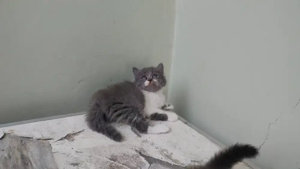 Kucing kitten persia medium / himalaya / peaknose / anggora / flatnose