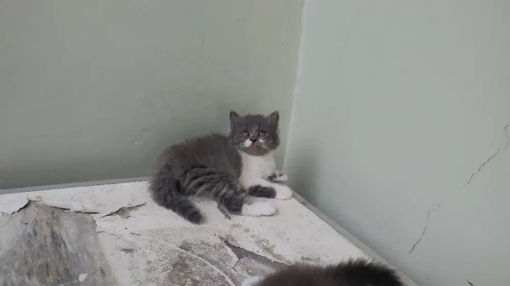 Kucing kitten persia medium / himalaya / anggora / peaknose / flatnose