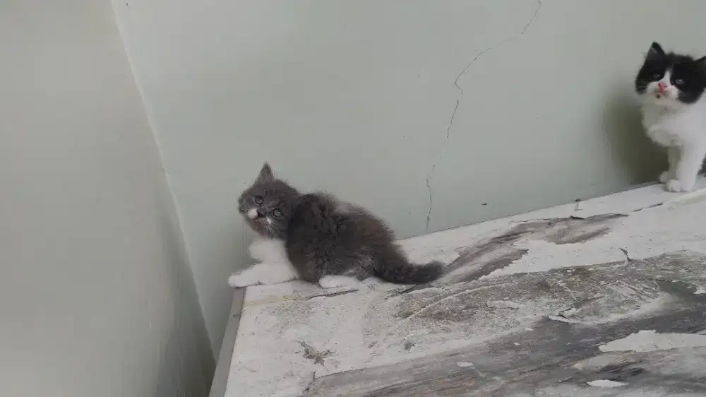 Kucing kitten persia medium / anggora / himalaya / peaknose / flatnose