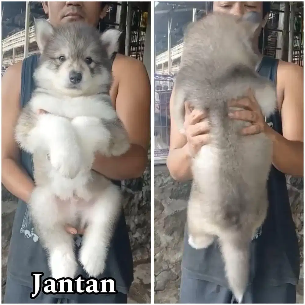 Siberian husky long hair jantan stambum puppy