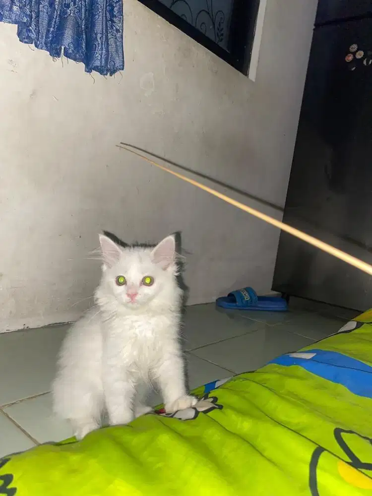 kucing persia cewe