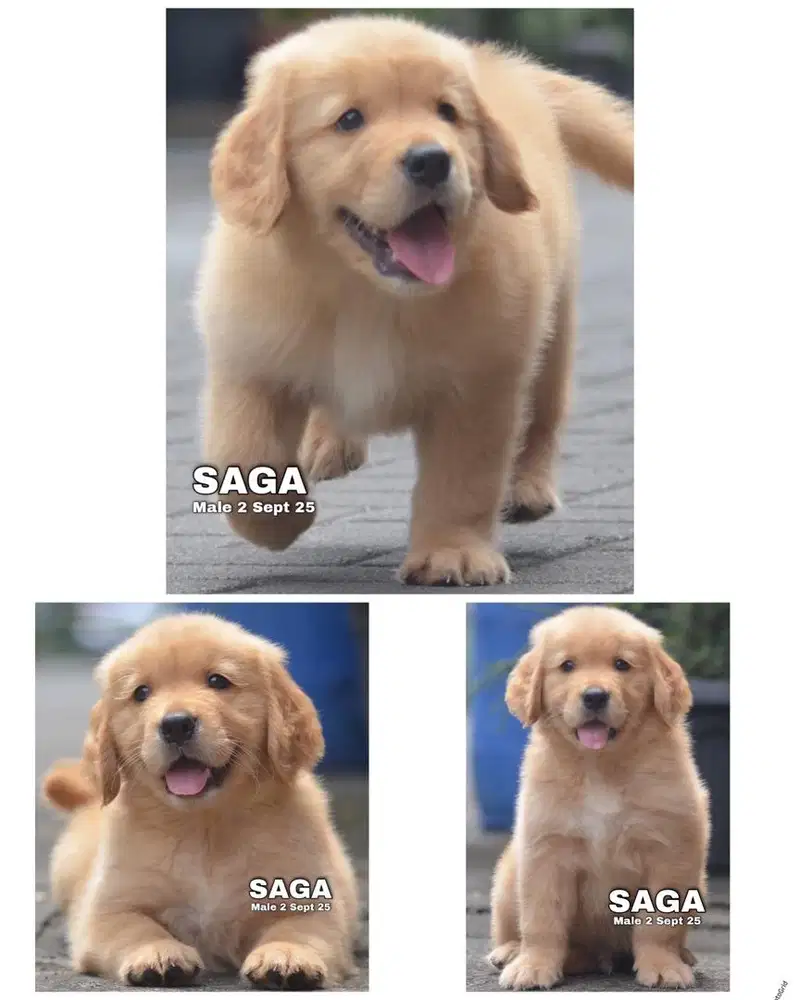 Golden retriever puppy jantan & betina
