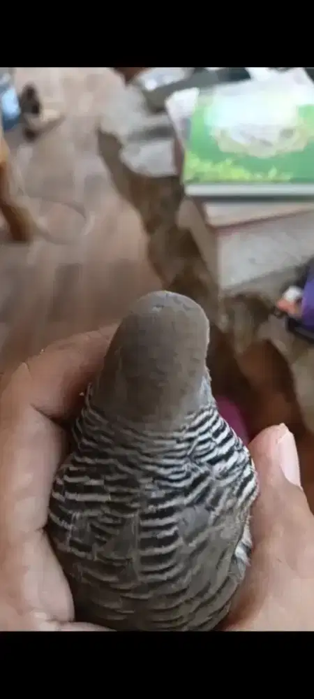 Burung Perkutut lurah