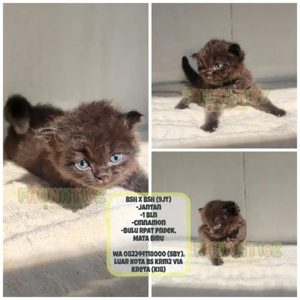 Kucing Bsh x Bsh (Cinnamon)