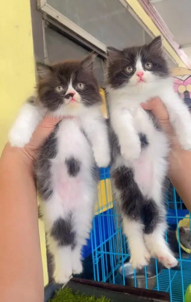 Kucing ras persia kitten betina 2,5 bln 550