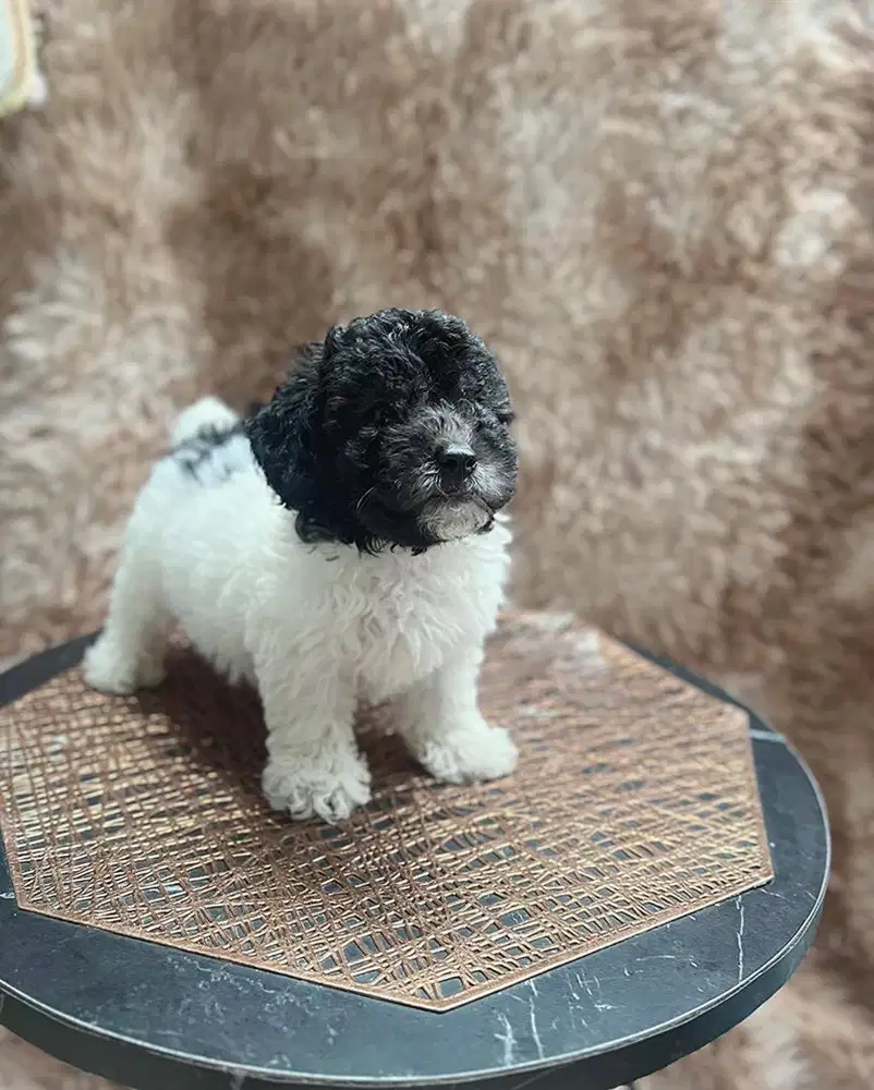 MALE POODLE PARTY COLOR white silver