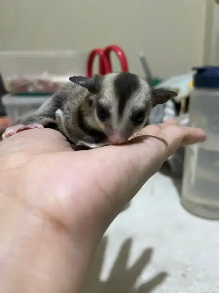 Sugar glider grey