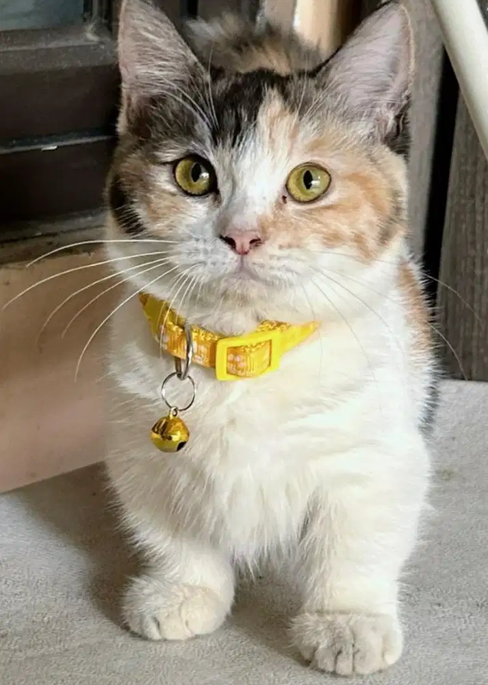 Kucing bsh munchkin munkin british shorthair british short hair